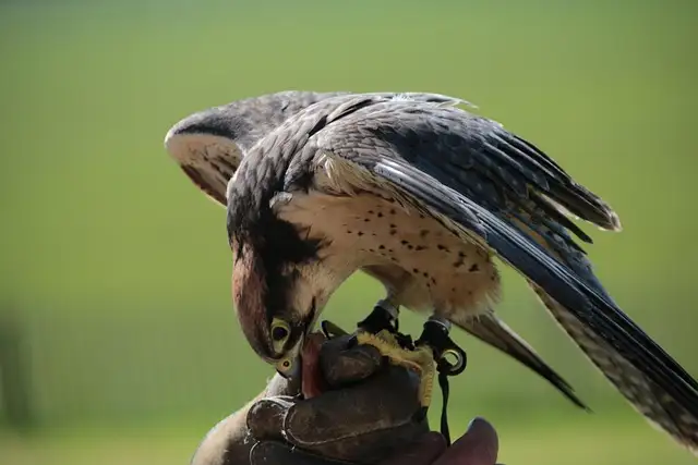 Peregrine Falcon – The Fastest Bird In The World peragine 10 compressed