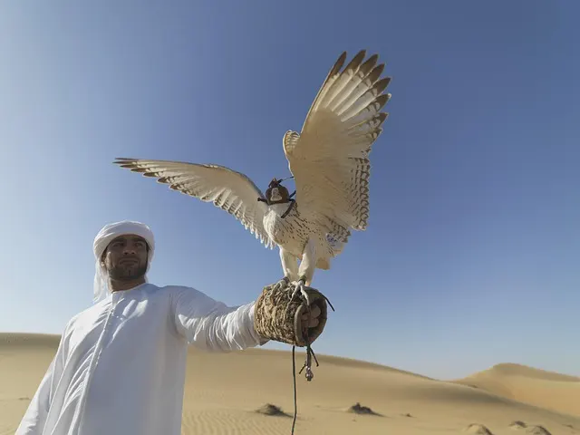 Falcon Training And Technique falcon hunting and technique