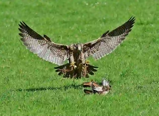 Peregrine Falcon – The Fastest Bird In The World peragine 7 compressed