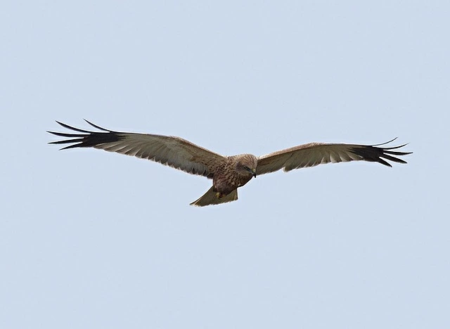 Peregrine Falcon – The Fastest Bird In The World peragine 9 compressed