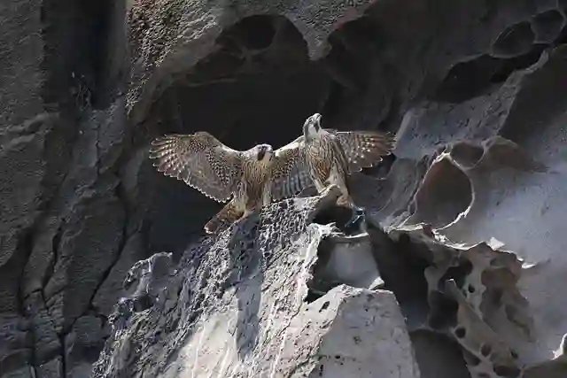 Falcon Training And Technique peragne 2 compressed