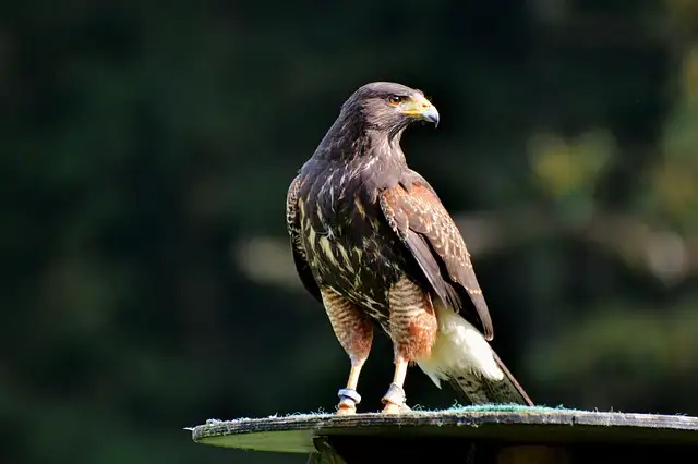 Peregrine Falcon – The Fastest Bird In The World peregrine falcon