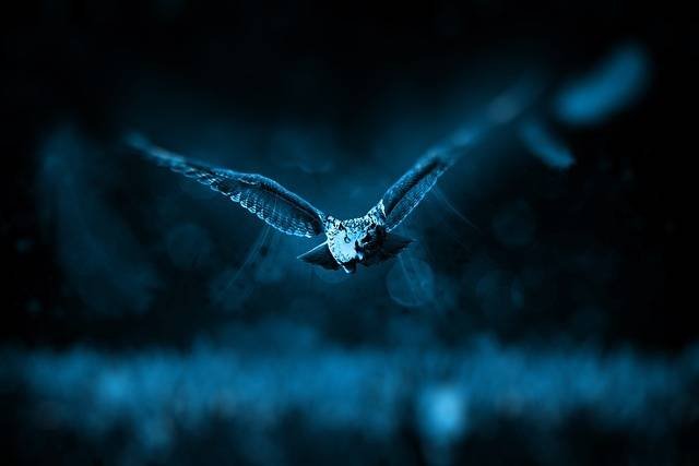 Wild Birds – Nature’s Free Travelers 1