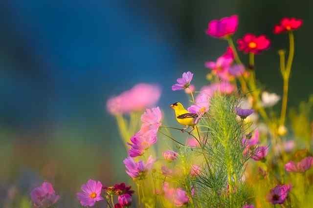 Wild Birds – Nature’s Free Travelers 2
