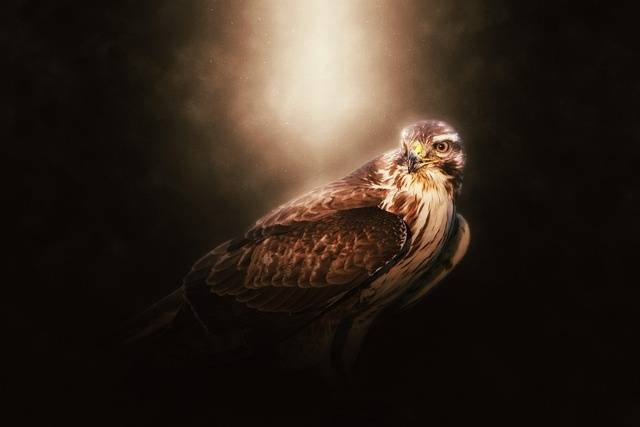 Falcon Hunting: The Timeless Tradition And Art Of Falconry 3
