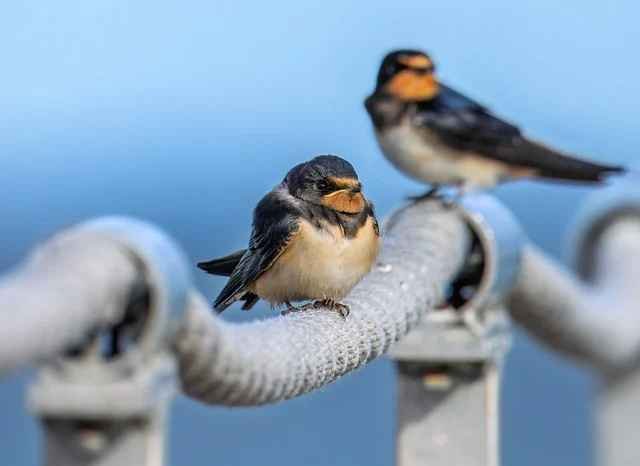 Home Wild Birds – Nature’s Free Travelers