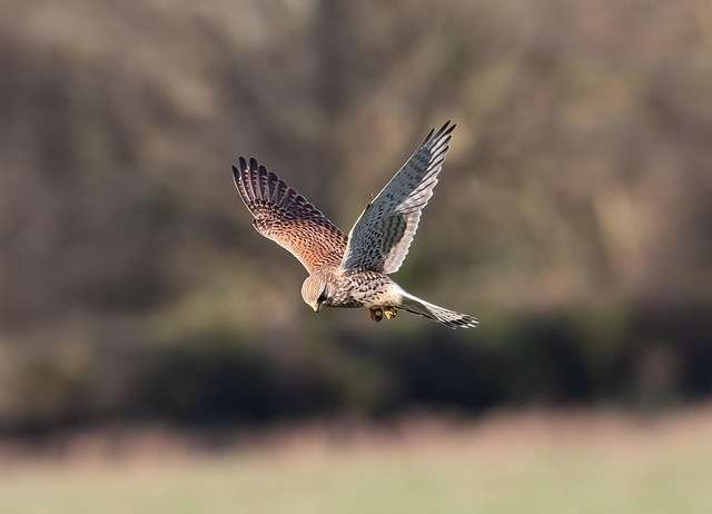 Falcon Training And Technique falcon hunting