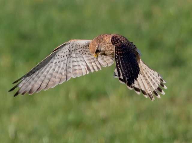 Falcon Hunting: The Timeless Tradition And Art Of Falconry 5