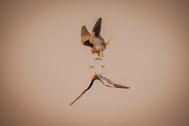 Wild Birds – Nature’s Free Travelers 5