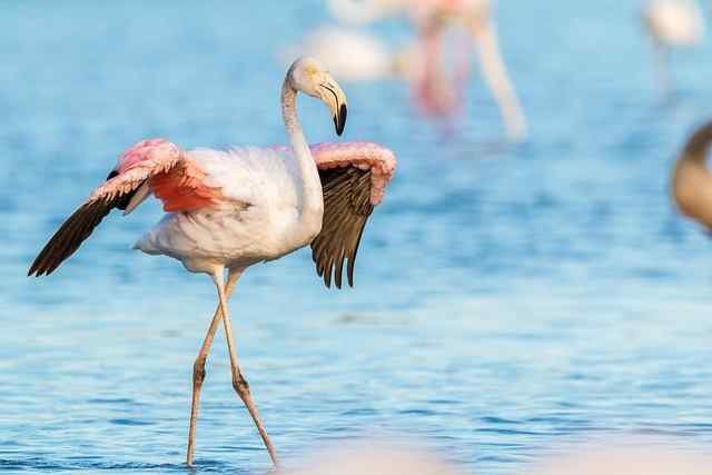 Wild Birds – Nature’s Free Travelers 6