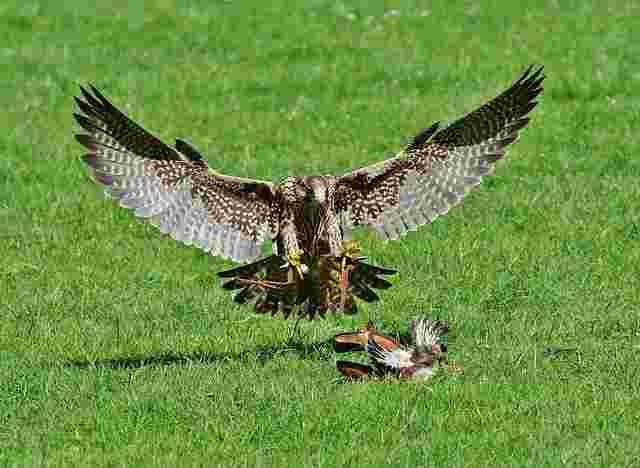 Falcon Training And Technique 6