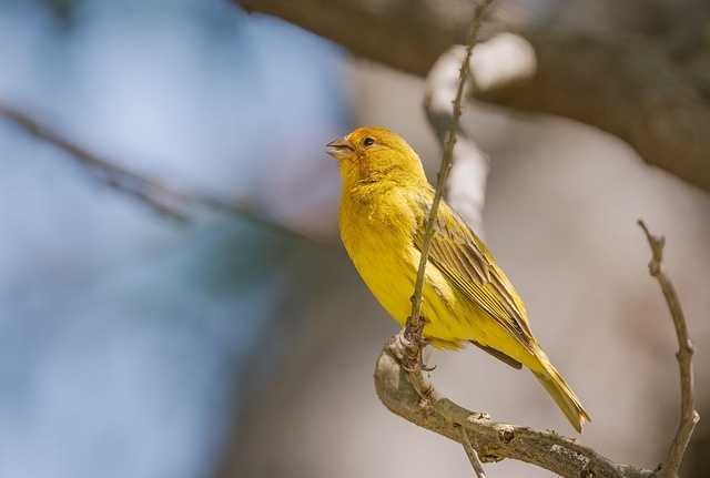 Wild Birds – Nature’s Free Travelers 7