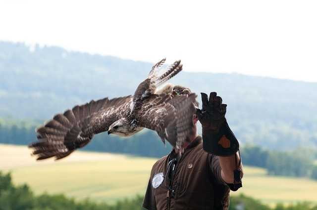 Falcon Training And Technique trainingfalcon