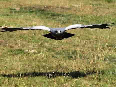 Hawks: The Magnificent Birds of Prey (2025 Guide) bird 5103913 640 (1)