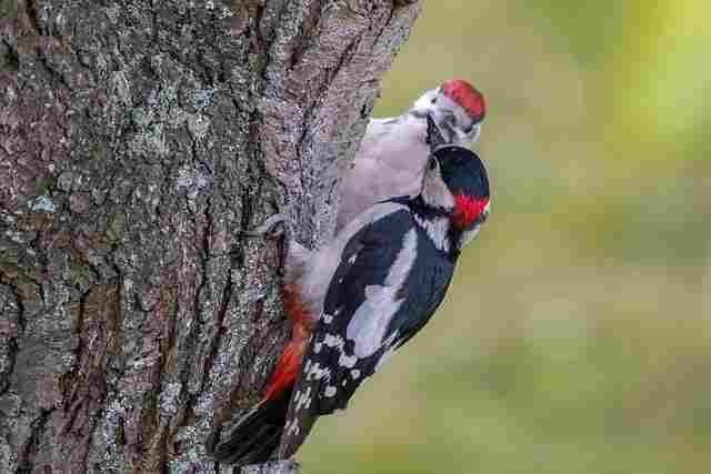 Northern Flicker — North America’s Beautifully Colorful Woodpecker bird 7246035 640