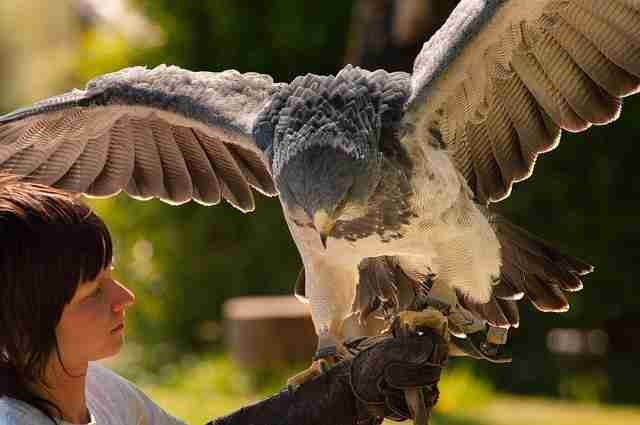 Falcon Training And Technique bird 7835297 640