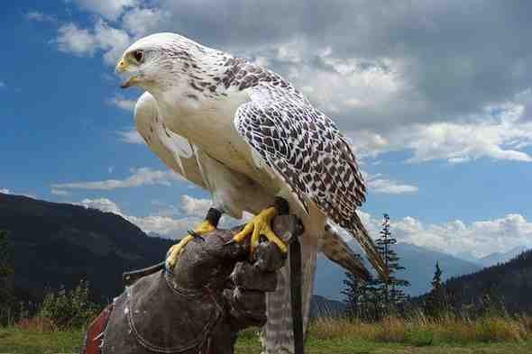 Home bird 948560 640 (1)