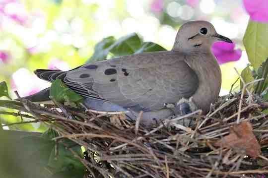 Pigeons: The World’s Most Misunderstood and Revolutionary Bird birdie 2629538 640 (1)
