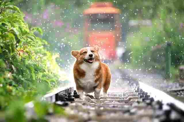 The Complete Guide to Dog Care: How to Keep Your Dog Happy, Healthy, and Active corgi 4415649 640