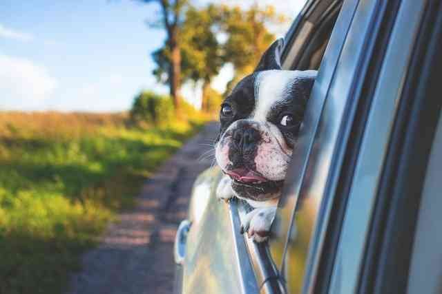 Home dog care