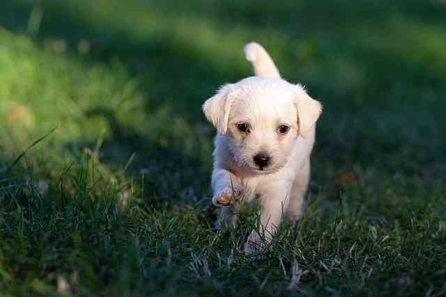 The Complete Guide to Dog Care: How to Keep Your Dog Happy, Healthy, and Active dog 5357794 640