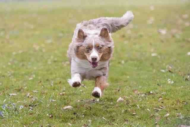 The Complete Guide to Dog Care: How to Keep Your Dog Happy, Healthy, and Active dog 9478504 640