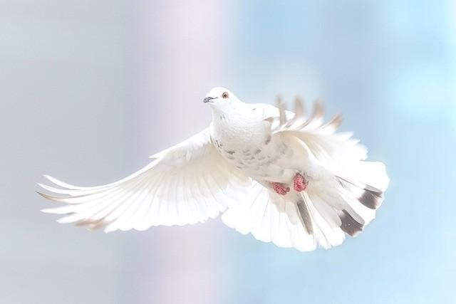 Pigeons: The World’s Most Misunderstood and Revolutionary Bird dove 2680487 640 (1)