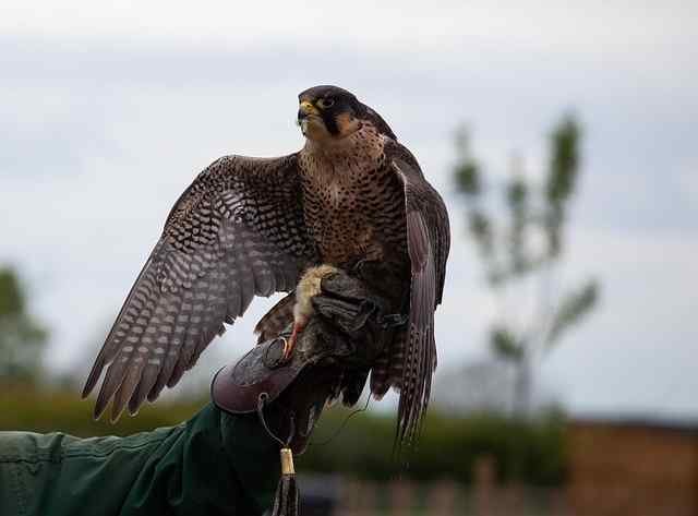Home Falcon Training And Technique