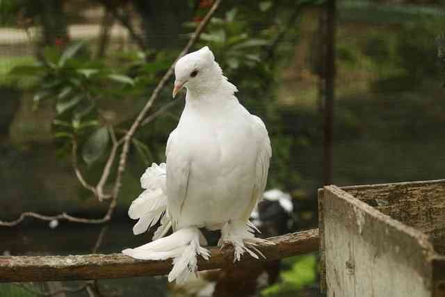 Home pigeon