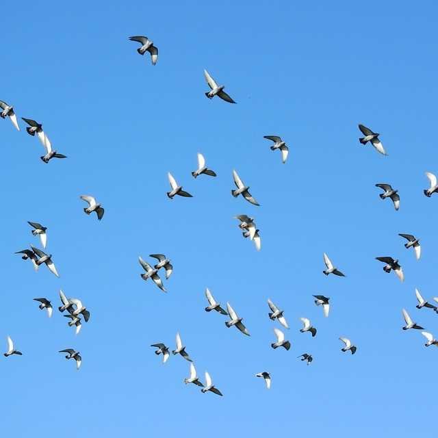 Pigeons: The World’s Most Misunderstood and Revolutionary Bird flying birds 2052383 640 (1)