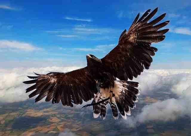 Hawks: The Magnificent Birds of Prey (2025 Guide) harris hawk 2536177 640 (1)