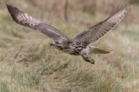 Home hawk 3875629 640 (1)