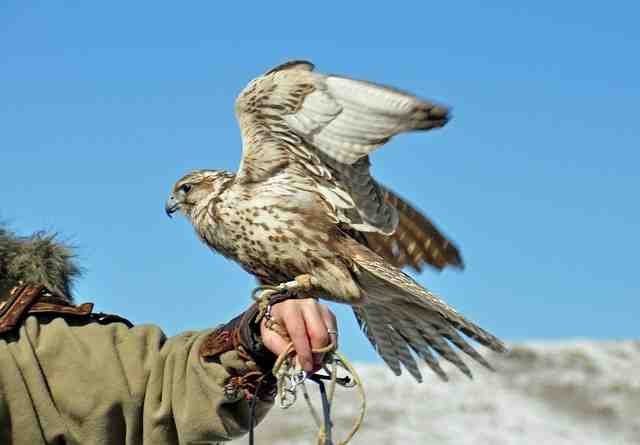 Hawks: The Magnificent Birds of Prey (2025 Guide) hawk 5047345 640 (1)