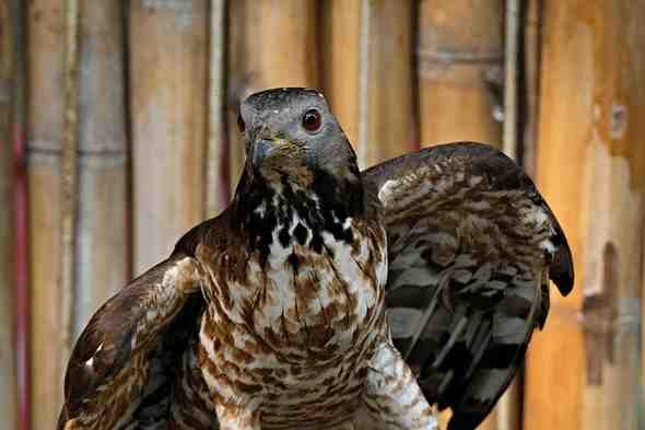 Hawks: The Magnificent Birds of Prey (2025 Guide) hawk 9299831 640 (1)