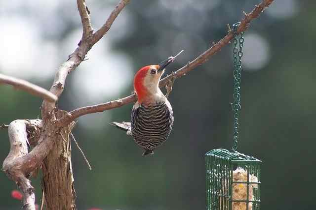 Home Northern Flicker — North America’s Beautifully Colorful Woodpecker