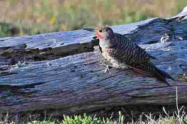 Northern Flicker — North America’s Beautifully Colorful Woodpecker northern flicker 8195620 640