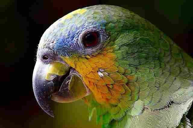 Home parrot