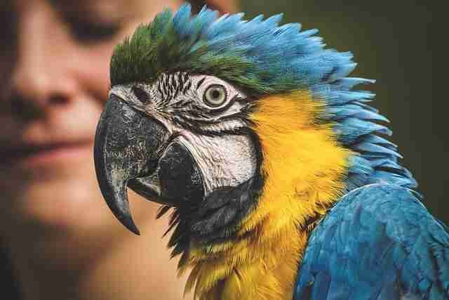Parrot Diet: The Complete and Comprehensive Guide to Feeding Your Parrot (2025) Parrot 3695678 640
