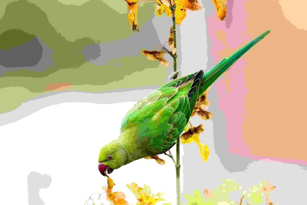 Parrot Diet: The Complete and Comprehensive Guide to Feeding Your Parrot (2025) pexels lichtblick800 28625971