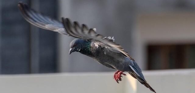 Pigeons: The World’s Most Misunderstood and Revolutionary Bird rock pigeon 9063664 640 (1)