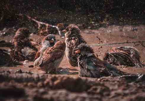 sparrows 4753741 640