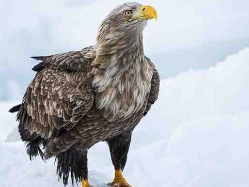Winter Falconry: The Complete Guide to Cold Weather Training and Hunting (2026) white tailed eagle 8738135 1280 (1)