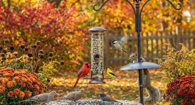 The Ultimate Guide to Seeds in Bird Food: Attracting the Right Birds to Your Backyard whatsappimage2026 01 01at2.08.27am