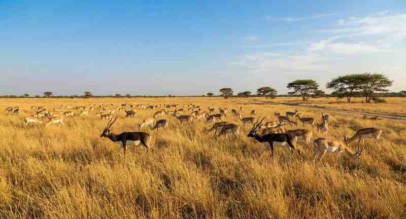The Blackbuck (antilope Cervicapra): India’s Painted Spirit Of The Grasslands 1. Velavadar Blackbuck National Park (Gujarat)