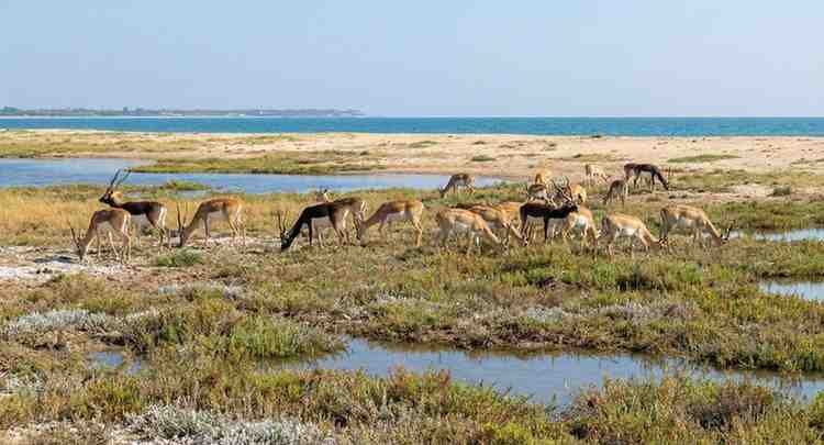 The Blackbuck (antilope Cervicapra): India’s Painted Spirit Of The Grasslands 3. Point Calimere Wildlife Sanctuary (Tamil Nadu)