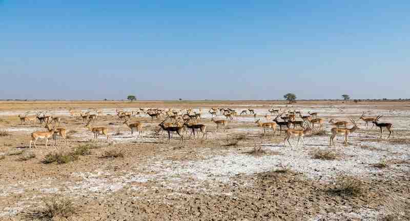 The Blackbuck (antilope Cervicapra): India’s Painted Spirit Of The Grasslands 2. Tal Chhapar Sanctuary (Rajasthan)