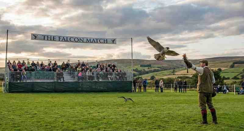 Falconry News - Birds, Falcons, and Wildlife The Falcon Match: How to Choose the Perfect Bird of Prey for Falconry