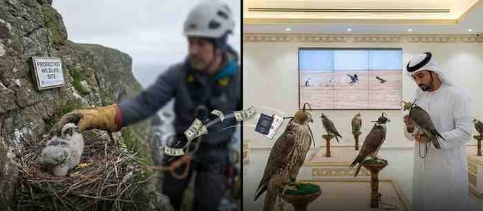 Illegal Falcon Trade: How Middle East Racing Demand is Fuelling the Theft of British Peregrines Illegal Falcon Trade: How Middle East Racing Demand is Fuelling the Theft of British Peregrines
