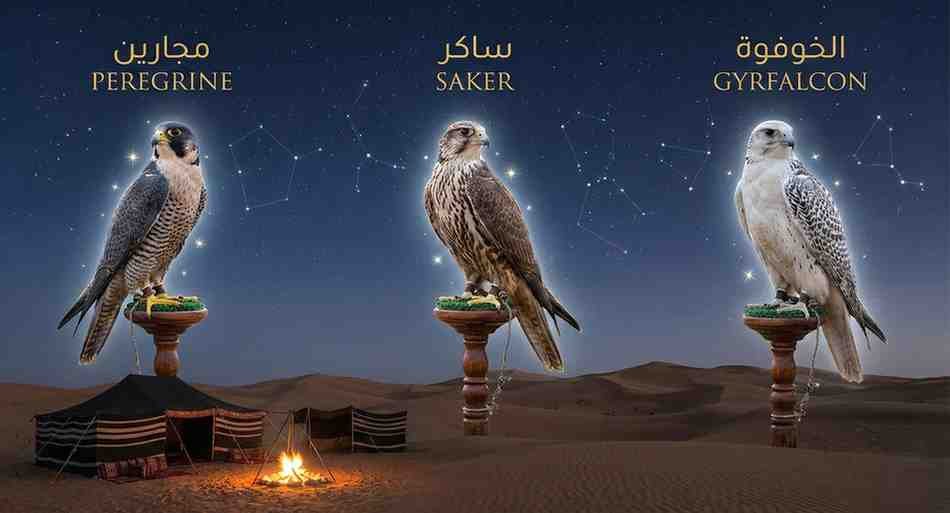 The Stars of the Sky: Types of Falcons in the UAE
