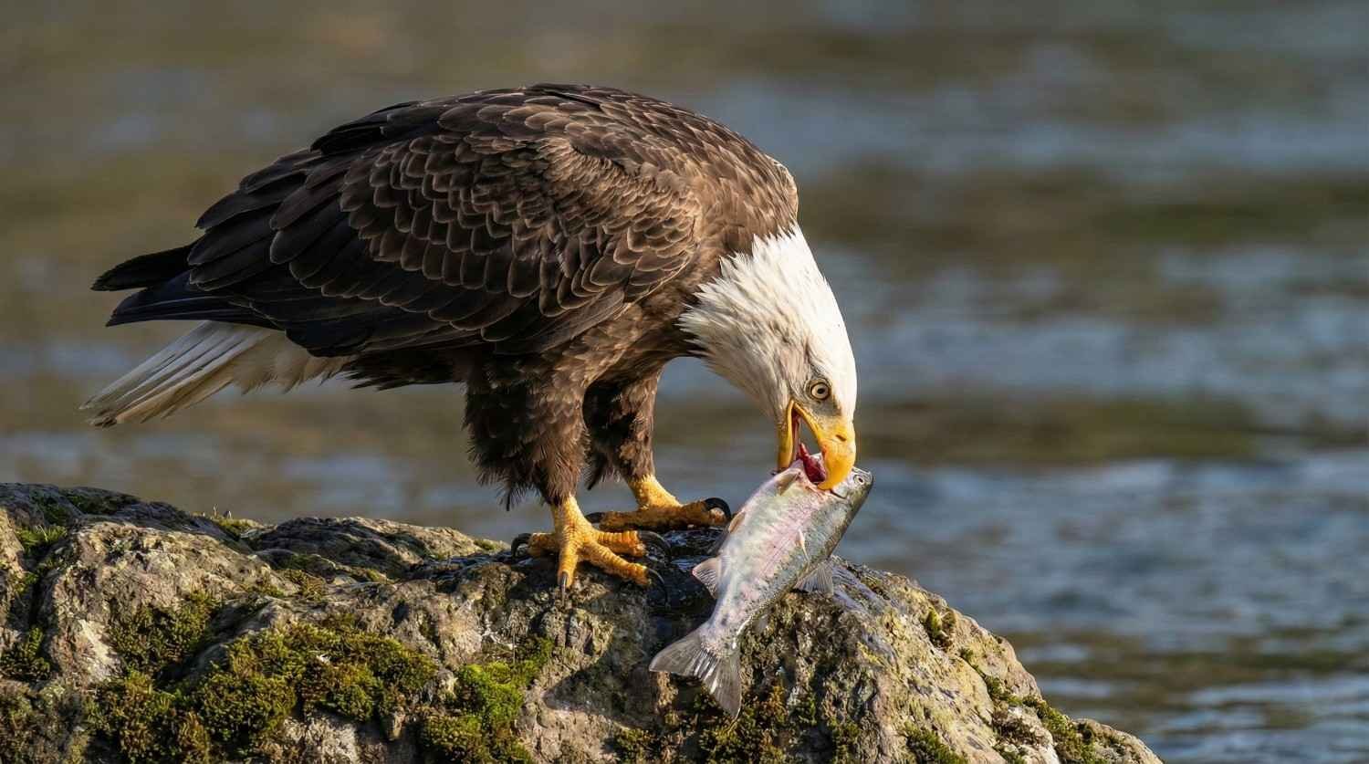 Falconry News - Birds, Falcons, and Wildlife What Do Eagles Eat? A Complete Guide To The Diet Of The King Of Birds